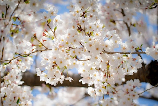 【イベント参加レポート】目黒川の桜まつりに出店しました!